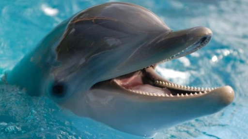 Aprueban ley que prohíbe ballenas y delfines en cautiverio