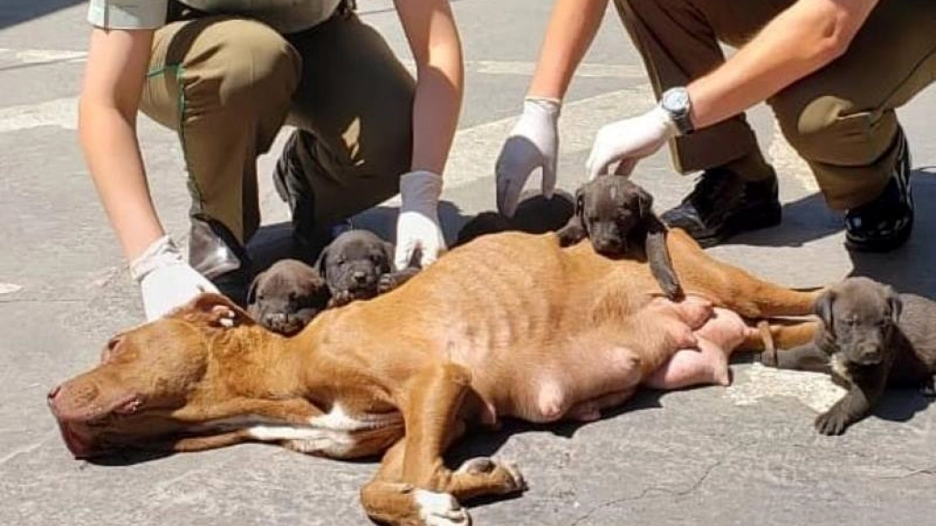 cachorros rescatados