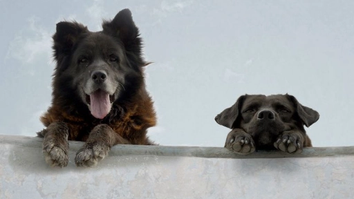 Los Reyes: Estrenan documental protagonizado por dos perros abandonados