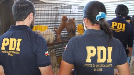Pirque: Rescatan 49 perros desde criadero ilegal