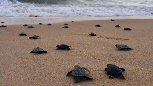 Nacen casi 100 tortugas en peligro de extinción