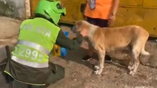Policías alimentan animales abandonados en cuarentena