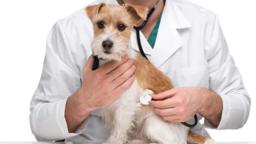 Colmevet define servicios veterinarios esenciales