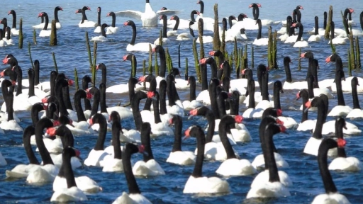 Cifra récord de cisnes de cuello negro en Santuario de la Naturaleza