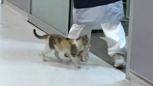 Gata lleva a su cría a hospital en busca de ayuda