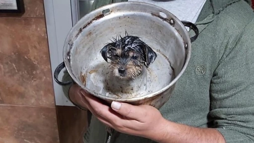Bomberos rescatan perrito que estaba atrapado en molde para queque