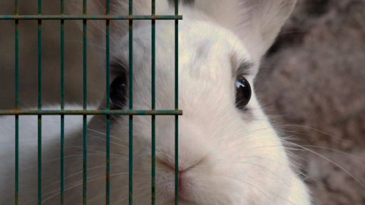 La jaula es su cuarentena: Bunny Lovers lanza nueva campaña