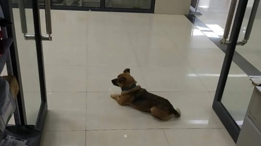 Perro espera a su dueño tres meses en un hospital