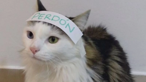 Gatito con mal carácter saluda y pide perdón a su veterinaria