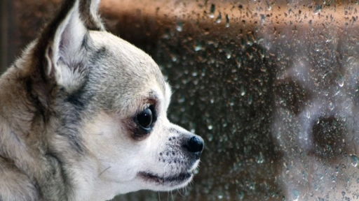 Alerta por frente de mal tiempo: Colmevet Magallanes hace llamado a resguardar a las mascotas