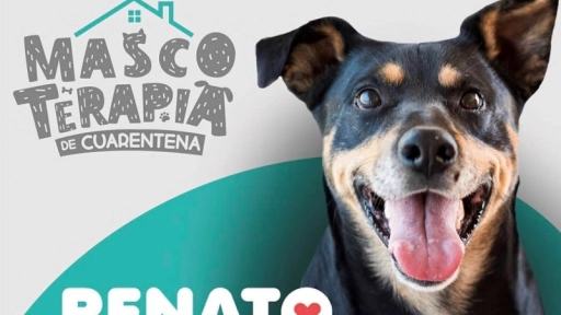 #MascoterapiaDeCuarentena: Mirada Animal te invita a adoptar