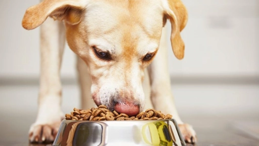 Lanzan alimento para perros con ingredientes chilenos