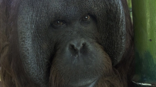 Piden liberar a orangután que vive en el Buin Zoo