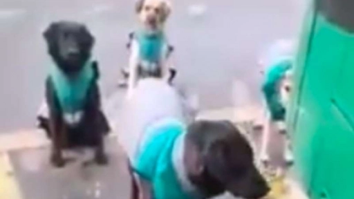 Choferes del Transantiago adoptan perros abandonados