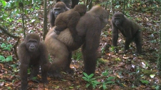 Captan imágenes del gorila más difícil de ver en el mundo