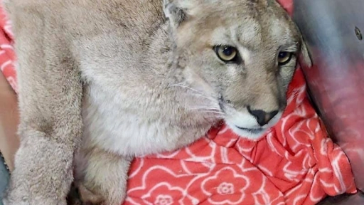 Puma capturada en Lo Barnechea se encuentra en observación