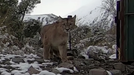 Puma capturada en Lo Barnechea es reinsertada en su hábitat