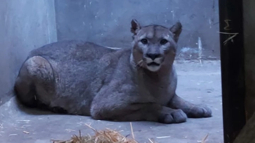Puma capturado en Lo Barnechea volvería a su hábitat