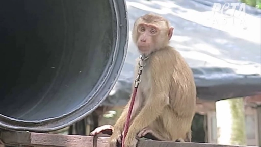 PETA denuncia explotación de monos para la industria del coco