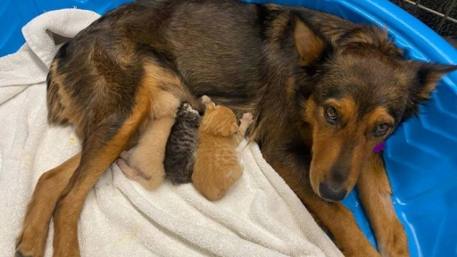 Perrita adopta tres gatitos huérfanos