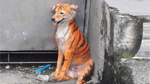 Malasia: Pintan a un perro como tigre
