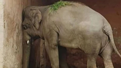 Elefante más solitario y triste del mundo fue liberado