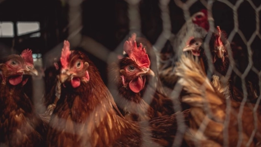 #ChileLibreDeJaulas: Diputados presentan proyecto para mejorar bienestar de gallinas ponedoras