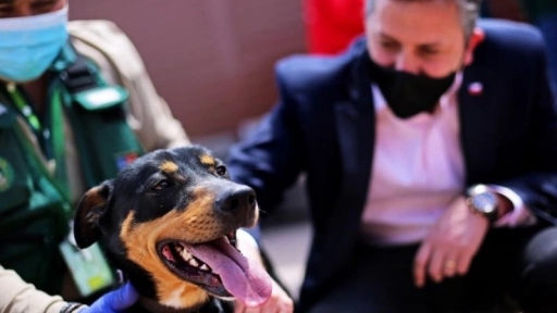 Perros rescatados se incorporan a la Brigada Canina del SAG