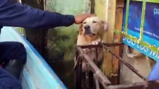 México: Marina adopta a perro que rescató de inundación