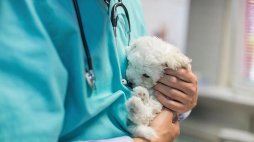 Invierno: Médico veterinario hace un llamado a vacunar a los animales