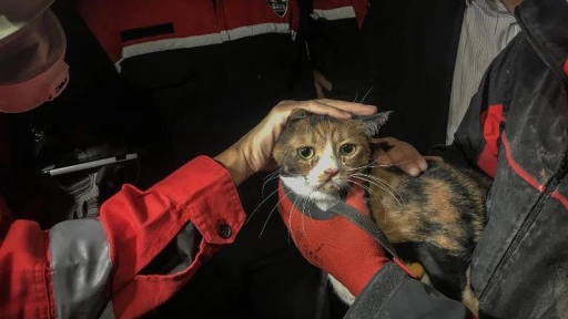Turquía: Un gato y un conejo fueron rescatados entre los escombros