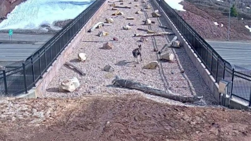 Utah construye puente para animales sobre autopista