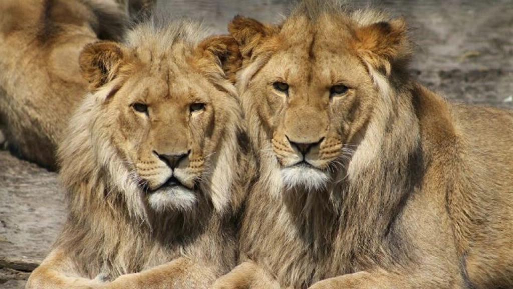 leones