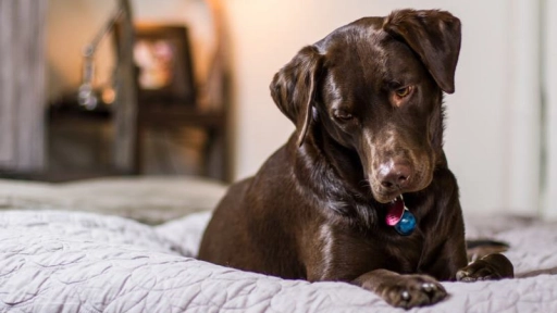 Pseudogestación canina: existe y puede tener complicaciones