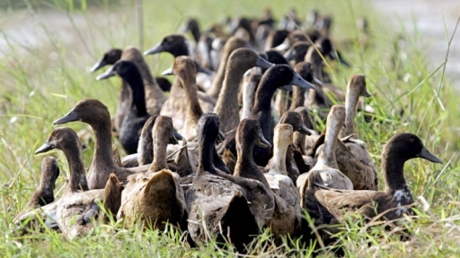 Francia: Sacrifican a más de 200 mil patos por brote de gripe aviar