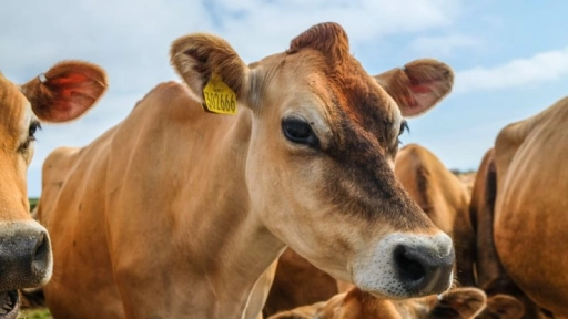 Proponen disminuir inversiones en ganadería intensiva para enfrentar el cambio climático