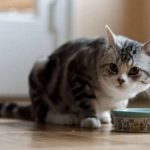 Colmevet alerta sobre nuevas denuncias por efectos de alimentos en salud de gatos