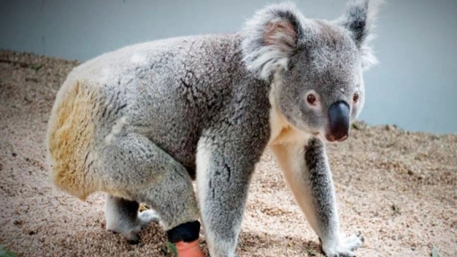 Koala de tres patas puede caminar y trepar gracias a una prótesis