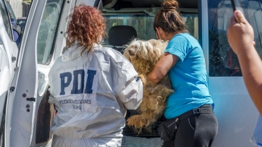PDI realiza decomiso de perros en Puente Alto