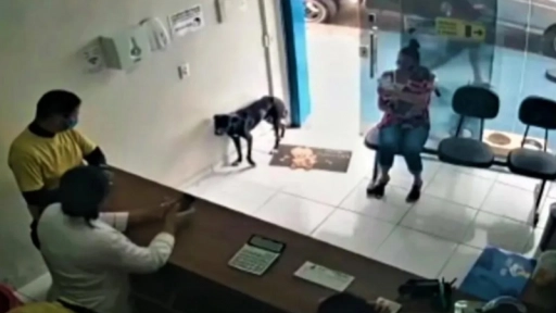 Perro herido entra a una clínica veterinaria para pedir ayuda
