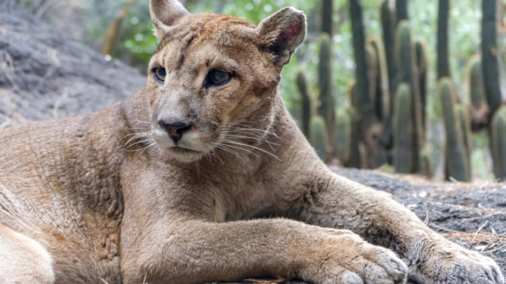 Huilo y Maqui Sobrevivir tras el aluvión del Cajón del Maipo