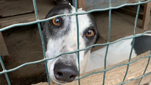 Columna: Chile y la vergüenza de seguir corriendo galgos hacia la muerte