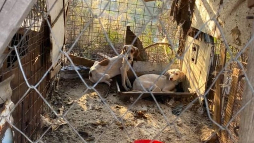 Maltrato animal: Denuncian abandono de perros en cerro