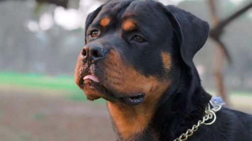 España eliminaría lista de razas de perros potencialmente peligrosas