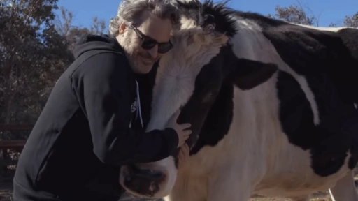 Joaquin Phoenix se reúne con las vacas que rescató hace un año