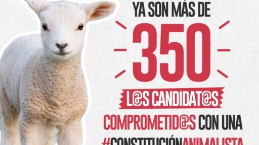 Más de 350 candidaturas constituyentes han firmado acuerdo para incluir a los animales en la Nueva Constitución