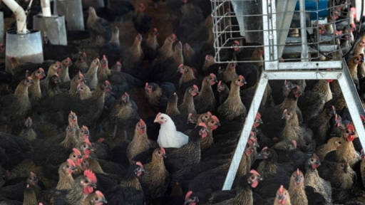 Tasa de mortalidad de gallinas libres de jaulas declina con el tiempo