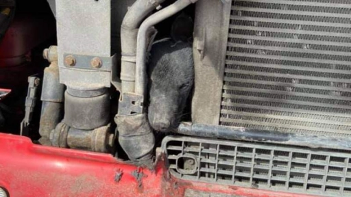 Bomberos rescatan perrito atrapado en un camión