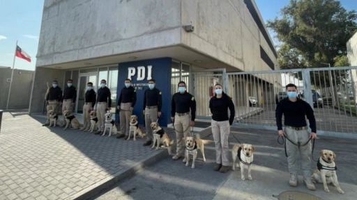 Brigada Canina de la PDI finaliza nuevo curso de guías para perros de trabajo