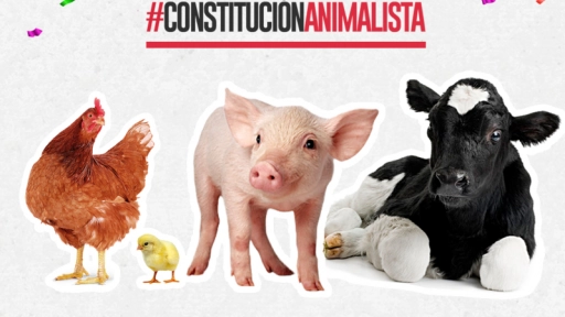 Más de 400 candidaturas constituyentes han firmado acuerdo para incluir a los animales en la Nueva Constitución